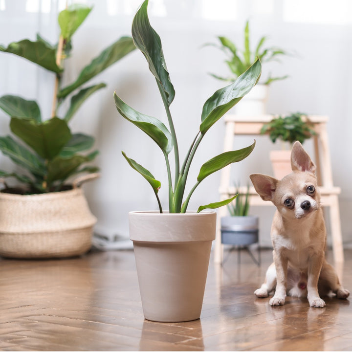 Chihuahua dog sitting on the floor with a range of indoor plants purchased from My Jungle Home Nursery in Collingwood, we stock the largest range of Pet Safe and Pet Friendly plants.
