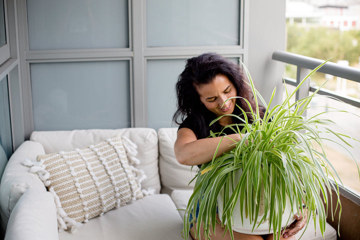 Person sitting on an outdoor sofa in a modern apartment balcony happily tending to her spider plant. Purchased from My Jungle Home Nursery in Collingwood, we stock the largest range of Easy Care Indoor Plants.