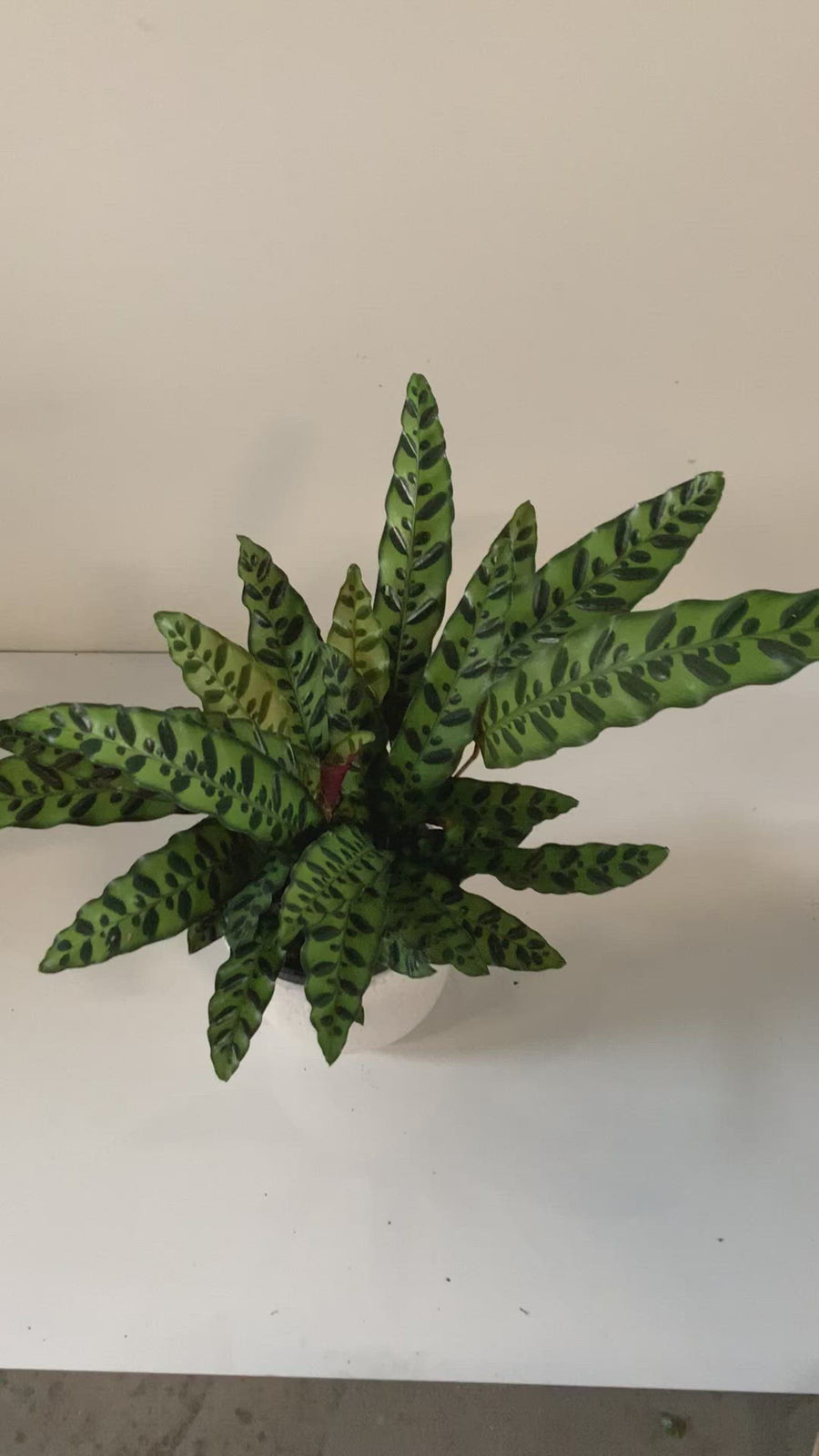 Calathea Rattlesnake 'Insignis' 20cm pot