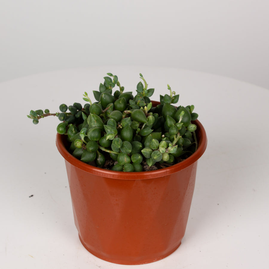 String of Tears‘ Senecio Herreianus’ 10cm pot