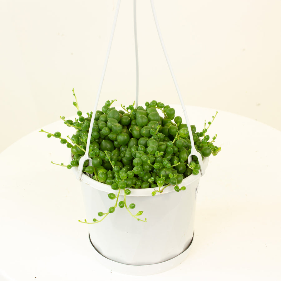 String of Pearls Hanging Basket 12cm pot