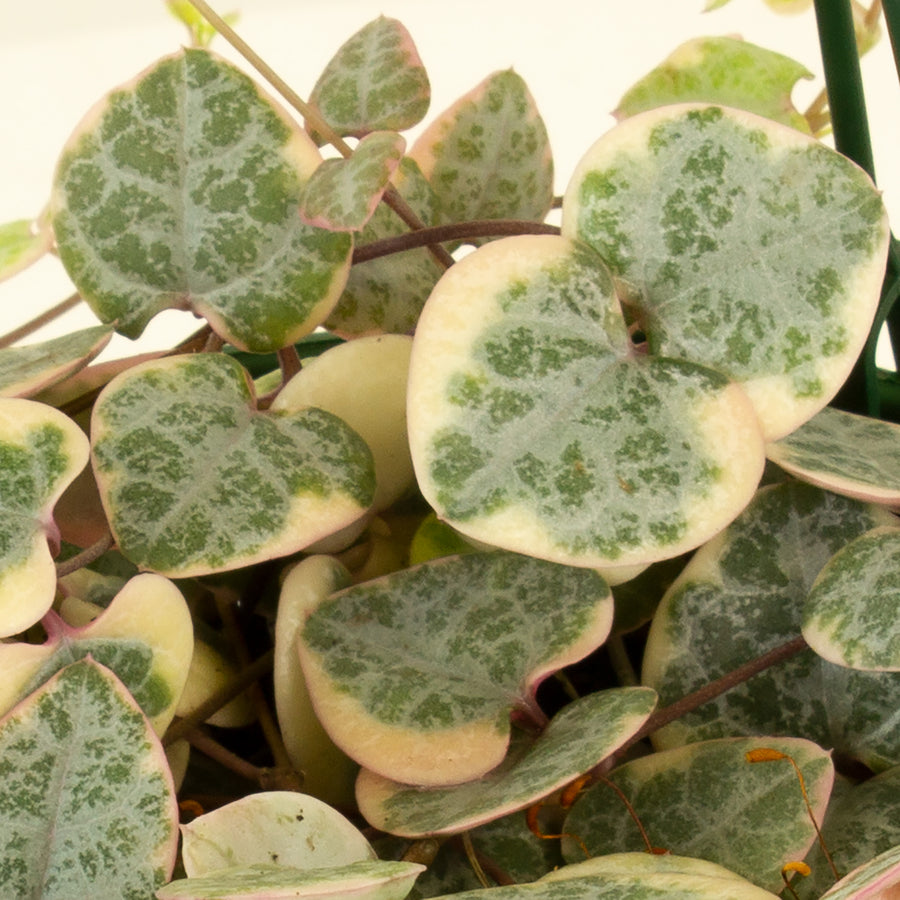 Variegated Chain of Hearts 13cm pot