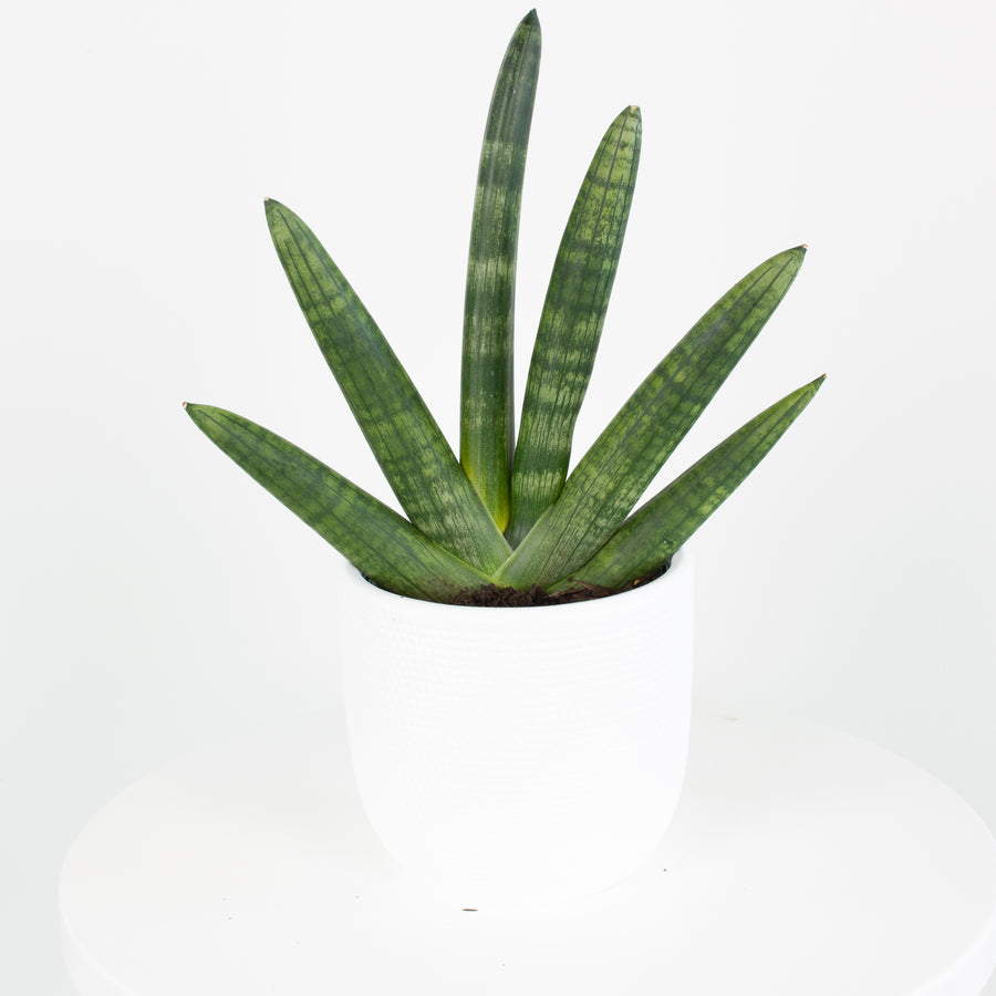 Sansevieria Boncel ‘Fingers’ 13cm pot