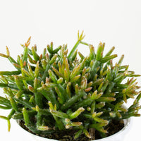 Rhipsalis ormindoi ‘Mistletoe Cactus’ 13cm Pot Collection No.43