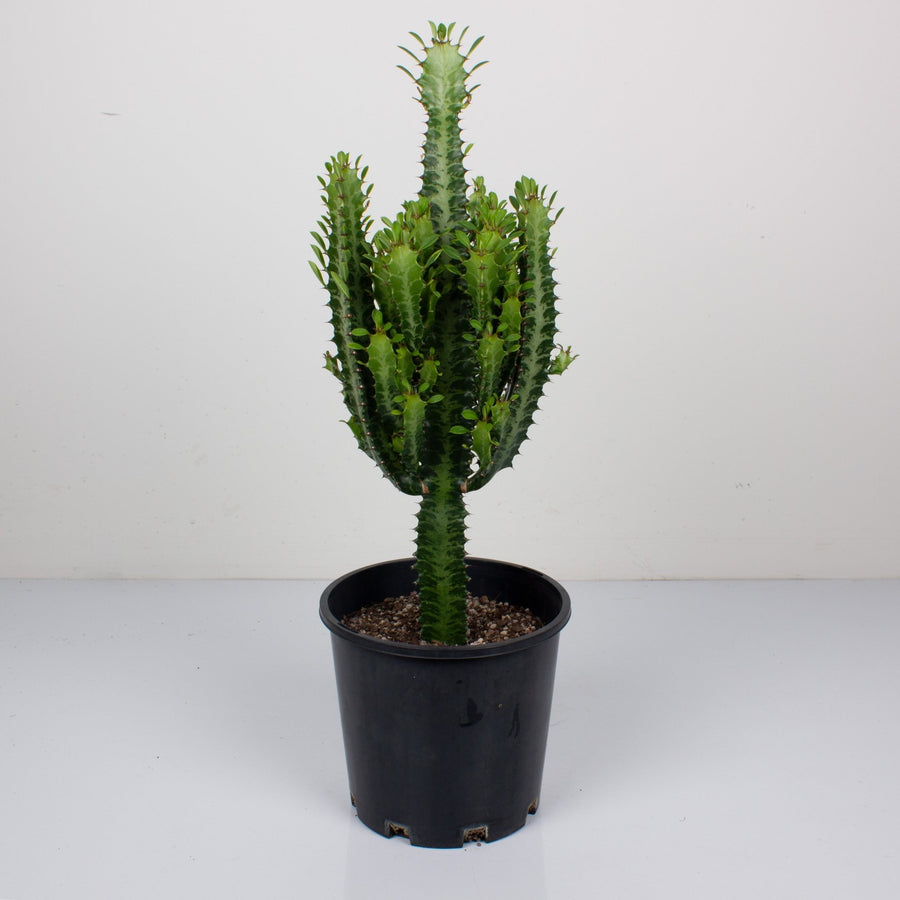 Advanced Euphorbia Trigona ‘African Milk Tree’ 24cm Pot |My Jungle Home|