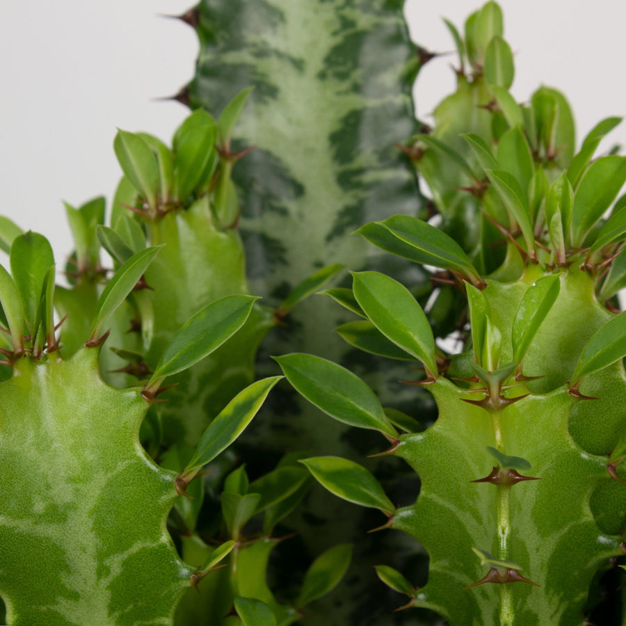 Advanced Euphorbia Trigona ‘African Milk Tree’ 24cm Pot |My Jungle Home|