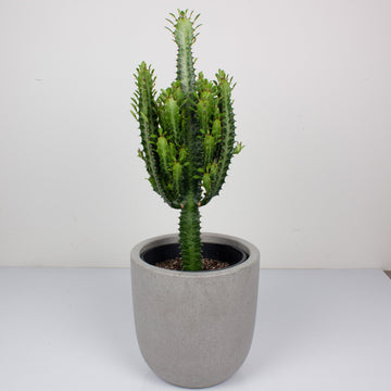 Advanced Euphorbia Trigona ‘African Milk Tree’ 24cm Pot |My Jungle Home|