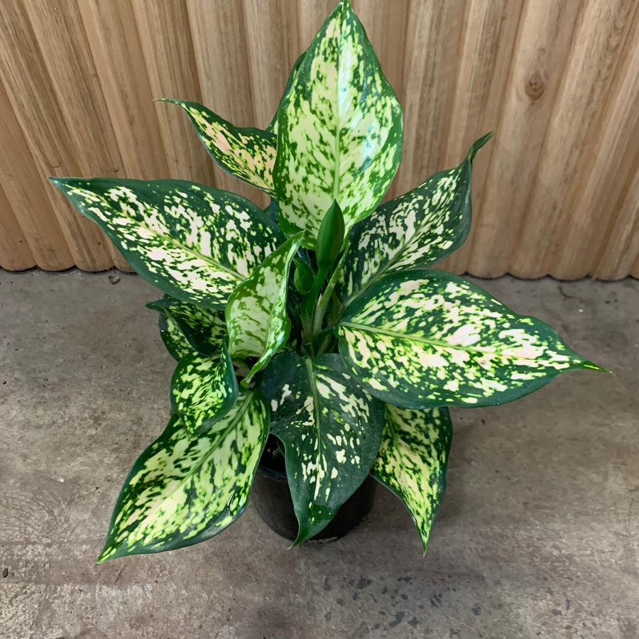 Aglaonema Chinese Evergreen 'Eileen' 12.5cm pot |My Jungle Home|