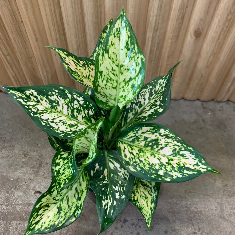 Aglaonema Chinese Evergreen 'Eileen' 12.5cm pot |My Jungle Home|