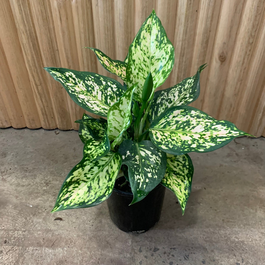 Aglaonema Chinese Evergreen 'Eileen' 12.5cm pot |My Jungle Home|