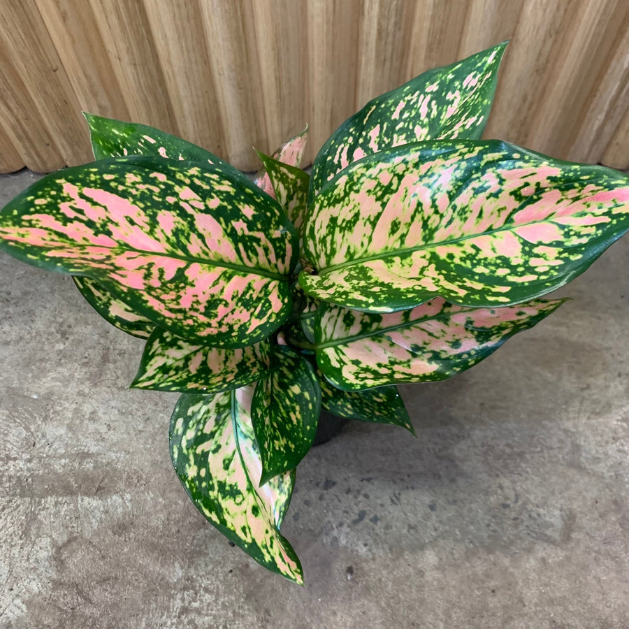 Aglaonema Chinese Evergreen 'Lady Valentine' 12.5cm pot |My Jungle Home|