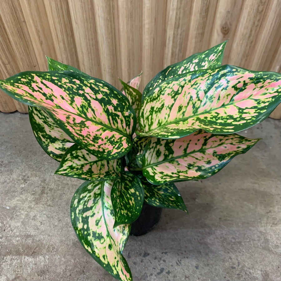 Aglaonema Chinese Evergreen 'Lady Valentine' 12.5cm pot |My Jungle Home|