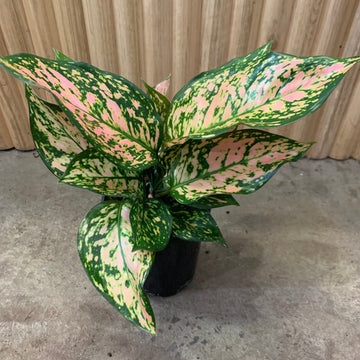 Aglaonema Chinese Evergreen 'Lady Valentine' 12.5cm pot |My Jungle Home|