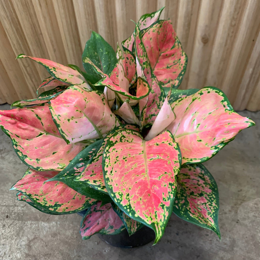 Aglaonema Chinese Evergreen 'Lady Valentine' 20cm pot |My Jungle Home|