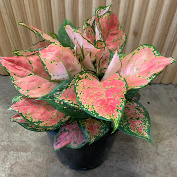 Aglaonema Chinese Evergreen 'Lady Valentine' 20cm pot |My Jungle Home|