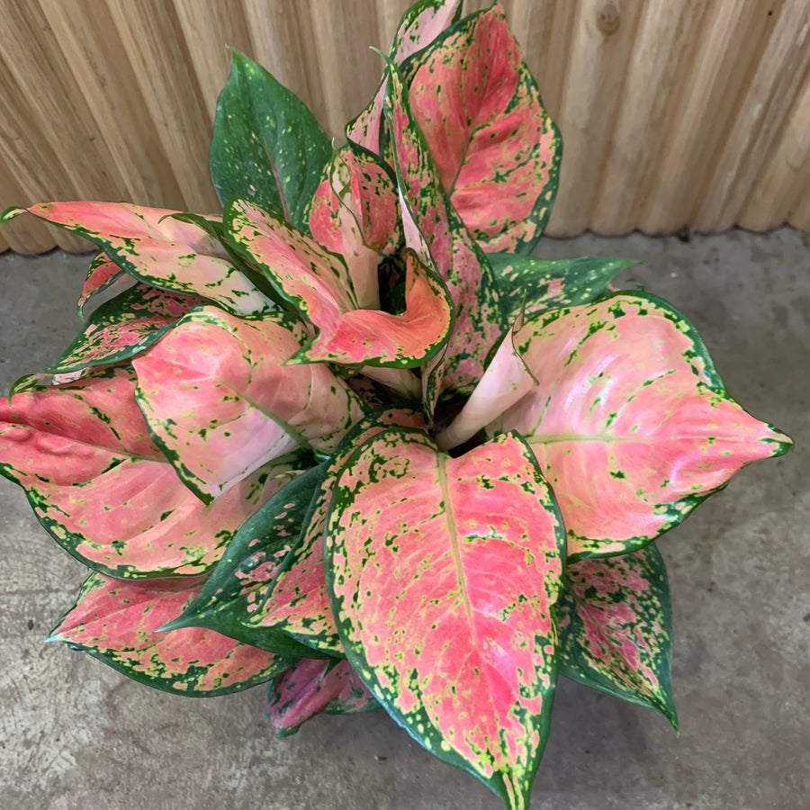 Aglaonema Chinese Evergreen 'Lady Valentine' 20cm pot |My Jungle Home|