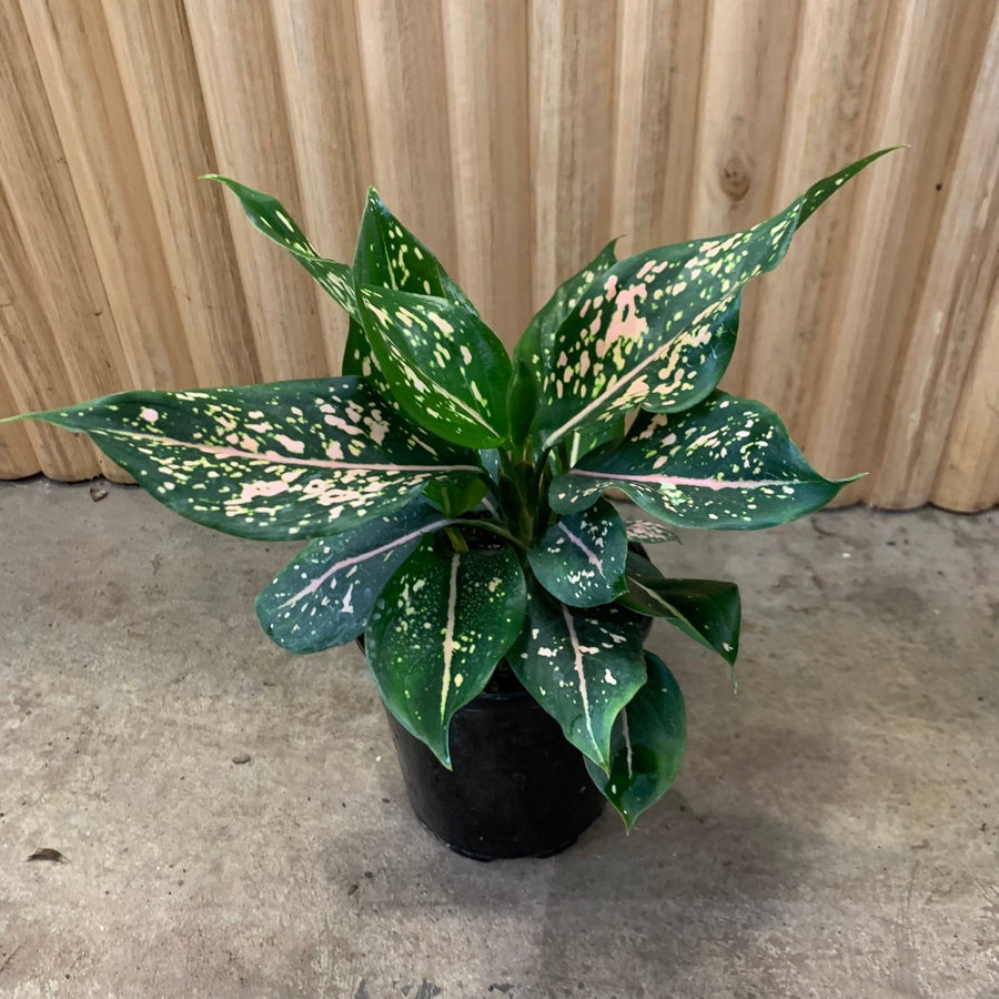 Aglaonema Chinese Evergreen 'Pink Dalmatian' 12.5cm pot |My Jungle Home|