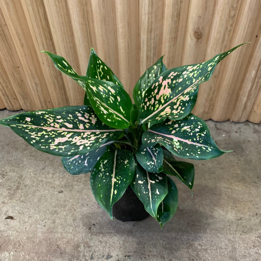 Aglaonema Chinese Evergreen 'Pink Dalmatian' 12.5cm pot |My Jungle Home|