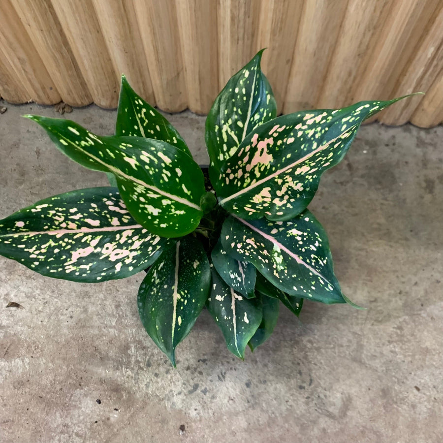 Aglaonema Chinese Evergreen 'Pink Dalmatian' 12.5cm pot |My Jungle Home|