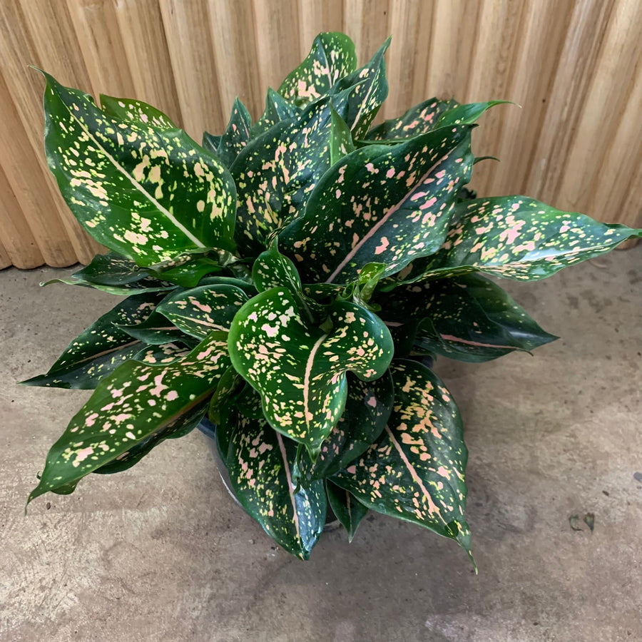 Aglaonema Chinese Evergreen 'Pink Dalmatian' 20cm pot |My Jungle Home|