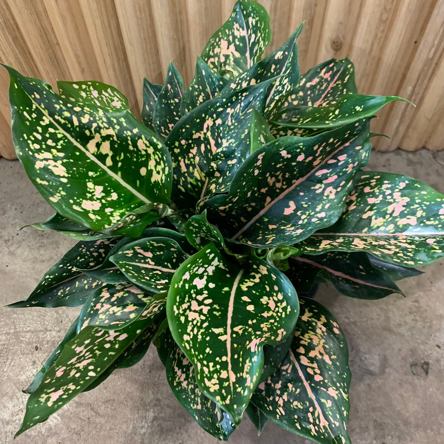 Aglaonema Chinese Evergreen 'Pink Dalmatian' 20cm pot |My Jungle Home|