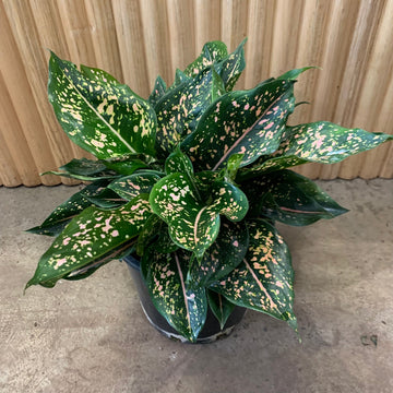 Aglaonema Chinese Evergreen 'Pink Dalmatian' 20cm pot |My Jungle Home|