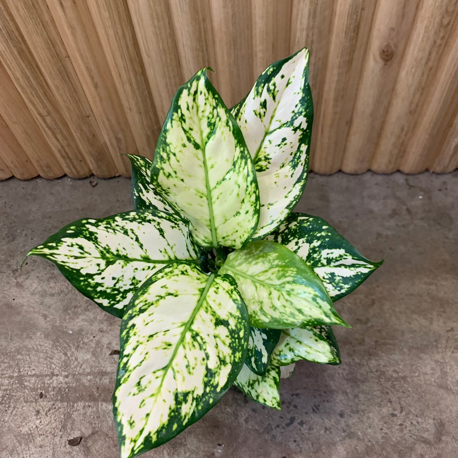 Aglaonema Chinese Evergreen 'Snow White' 12.5cm pot |My Jungle Home|