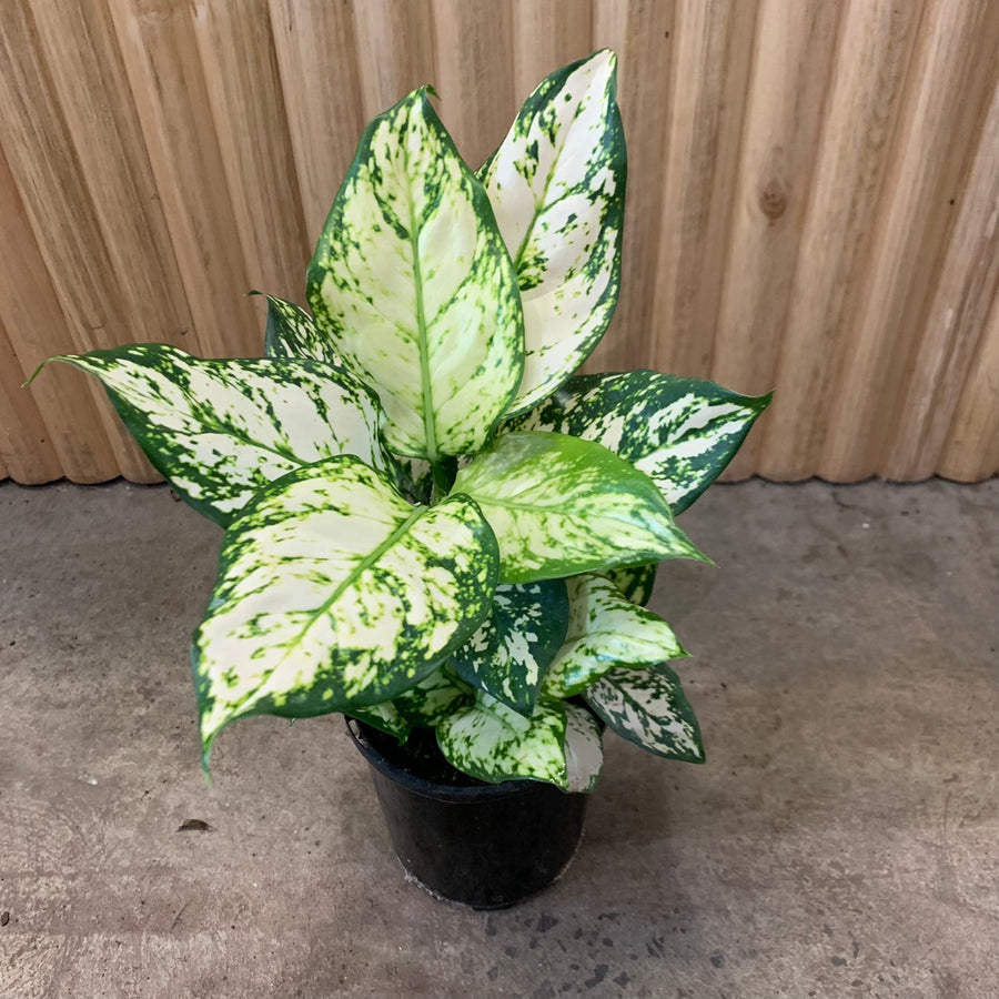 Aglaonema Chinese Evergreen 'Snow White' 12.5cm pot |My Jungle Home|