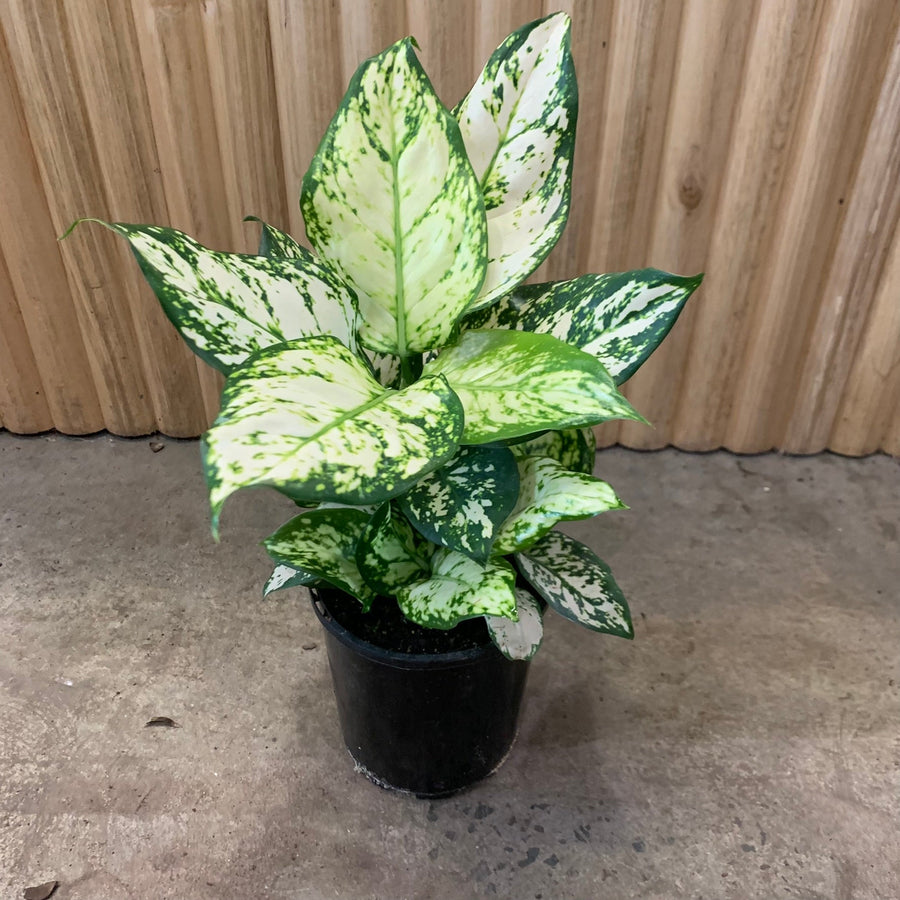 Aglaonema Chinese Evergreen 'Snow White' 12.5cm pot |My Jungle Home|