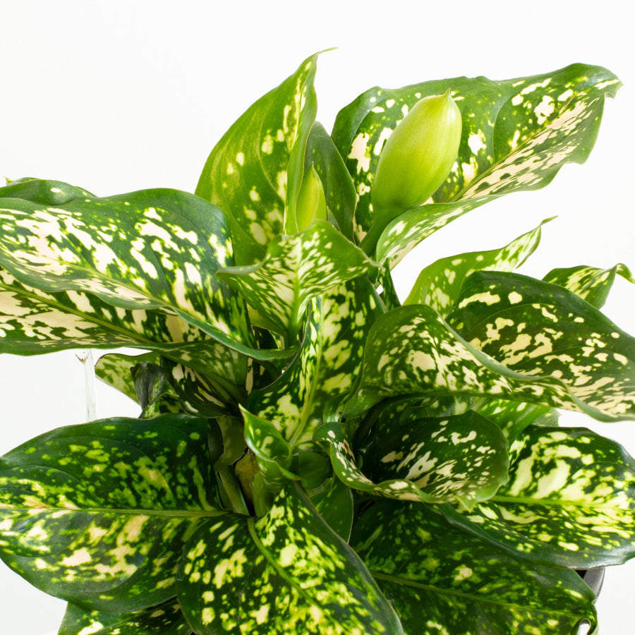 Aglaonema Eileen 18cm pot |My Jungle Home|