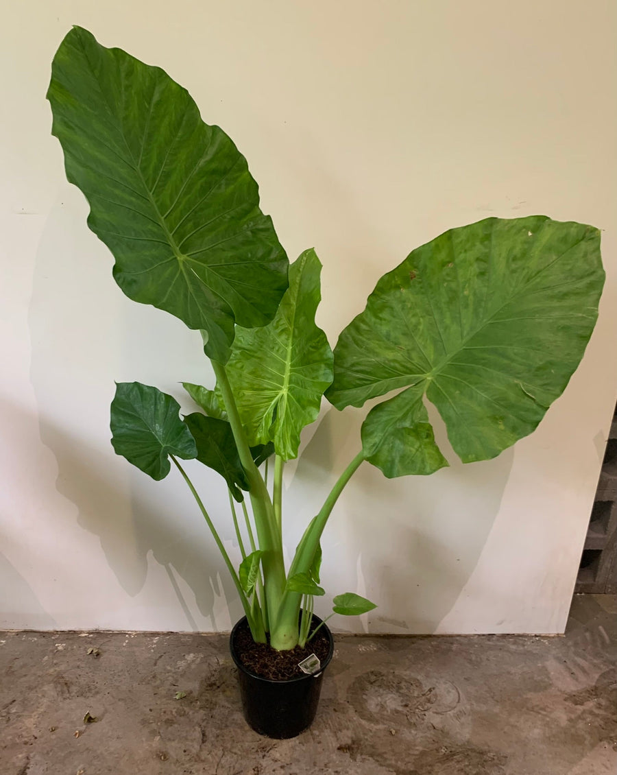 Alocasia Elephant Ears (Microrrhiza) 30cm pot |My Jungle Home|