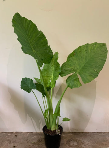 Alocasia Elephant Ears (Microrrhiza) 30cm pot |My Jungle Home|