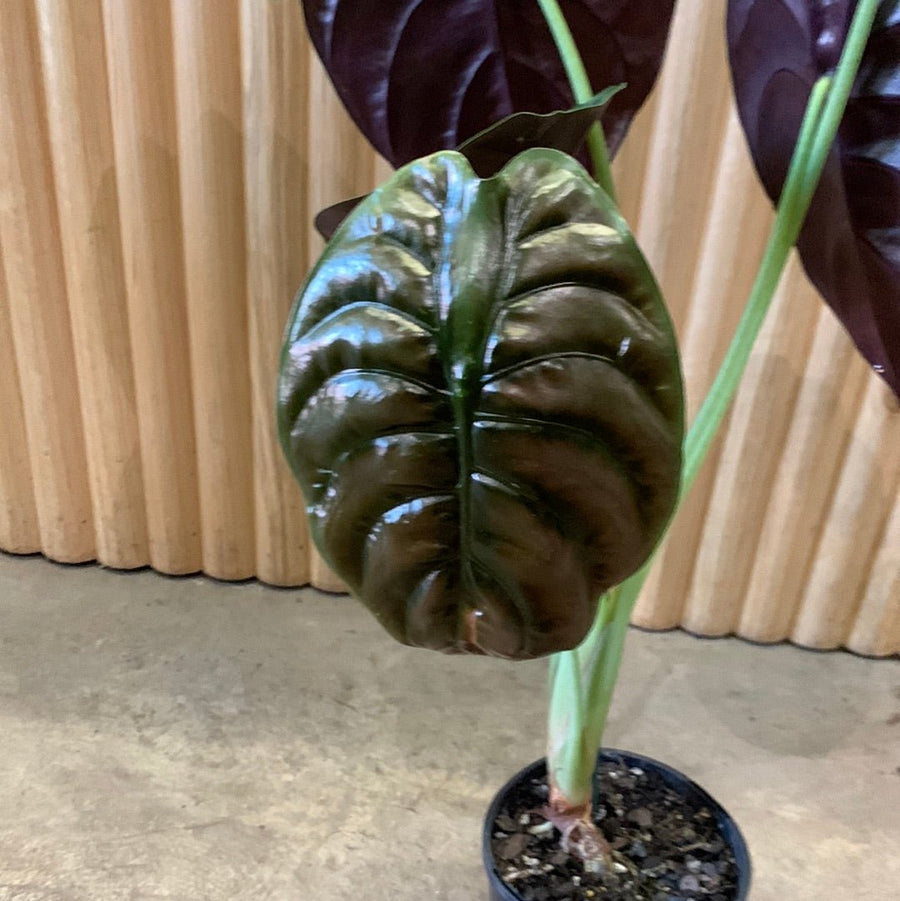 Alocasia Red Secret ‘Macrorrhizos Cuprea’ 12.5 cm pot |My Jungle Home|