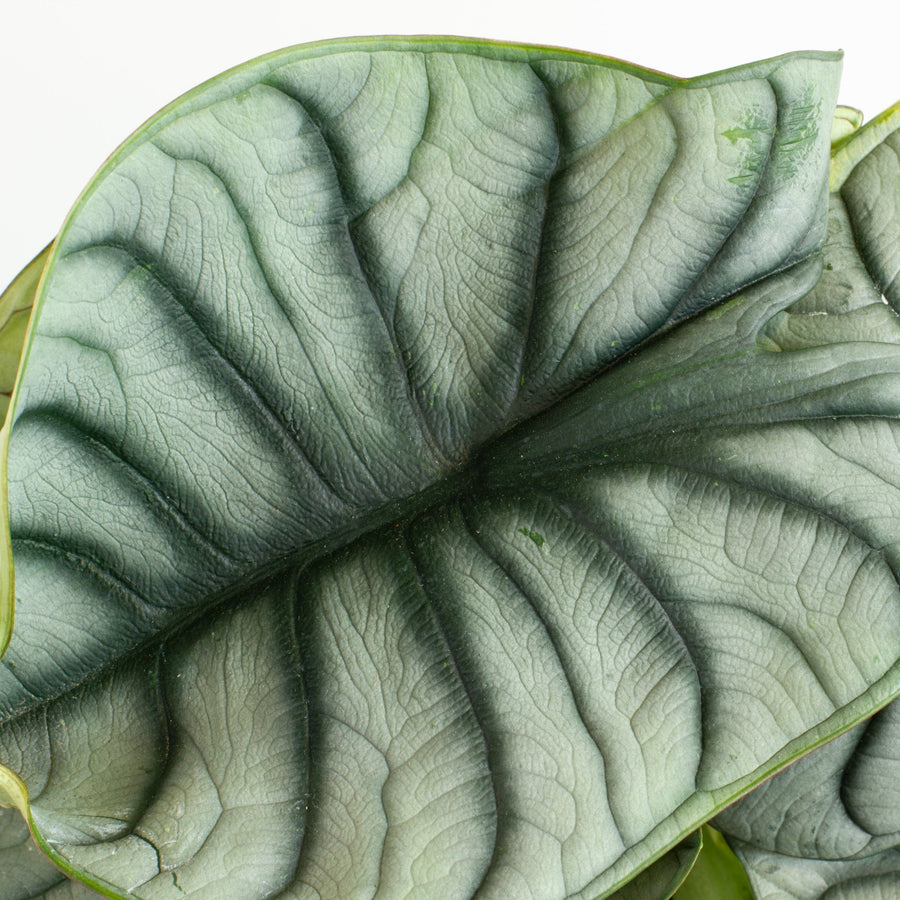 Alocasia Silver Dragon 18cm pot |My Jungle Home|