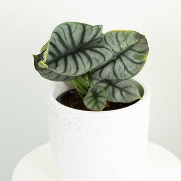 Alocasia Silver Dragon 18cm pot |My Jungle Home|