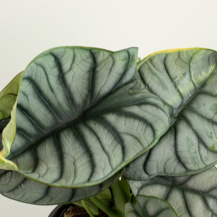 Alocasia Silver Dragon 18cm pot |My Jungle Home|