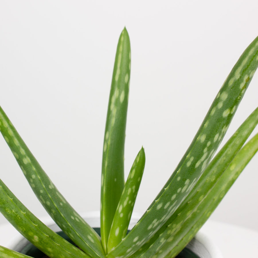 Aloe Vera ‘Chinensis 10cm pot |My Jungle Home|