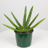 Aloe Vera ‘Chinensis 10cm pot |My Jungle Home|