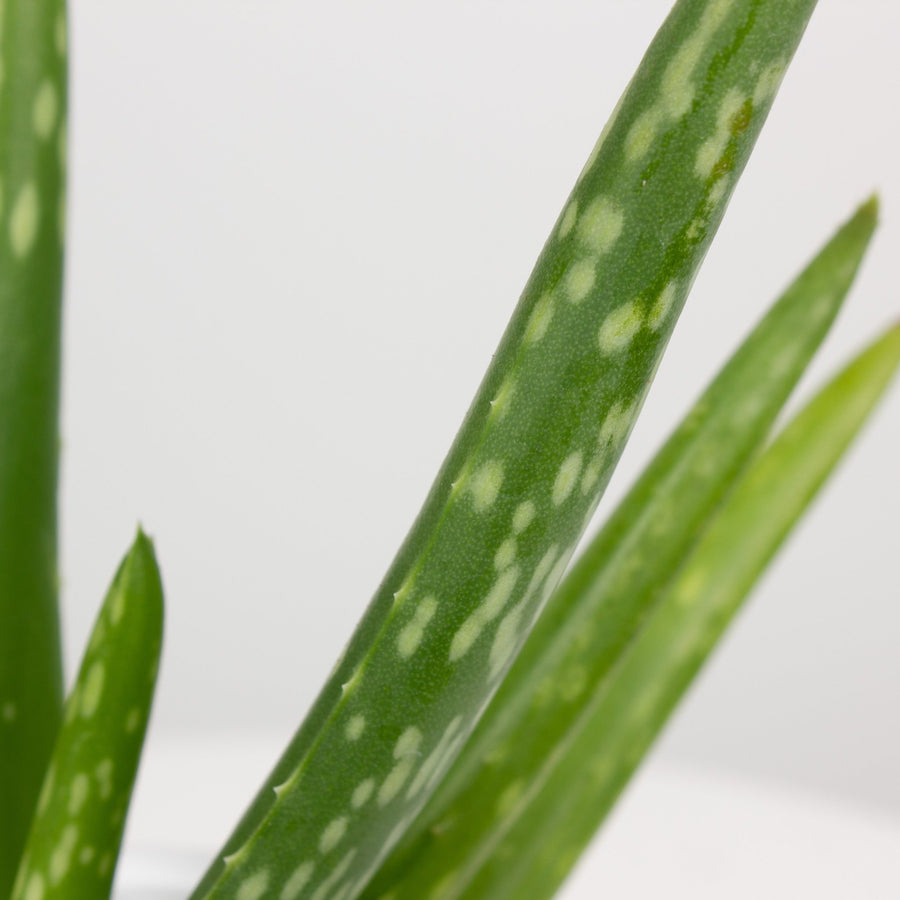 Aloe Vera ‘Chinensis 10cm pot |My Jungle Home|