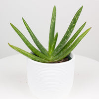Aloe Vera ‘Chinensis 10cm pot |My Jungle Home|