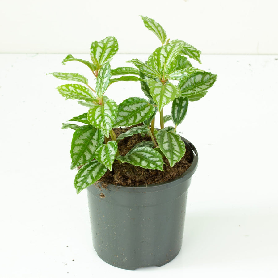 Aluminum Plant ‘Pilea cadieri’ 13cm Pot |My Jungle Home|