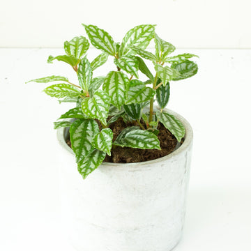 Aluminum Plant ‘Pilea cadieri’ 13cm Pot |My Jungle Home|