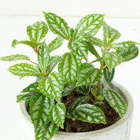Aluminum Plant ‘Pilea cadieri’ 13cm Pot |My Jungle Home|