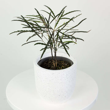 Aralia Elegantissima 14cm pot |My Jungle Home|