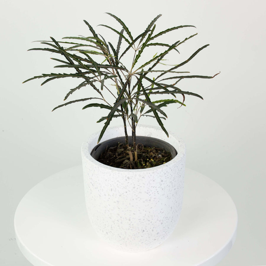 Aralia Elegantissima 14cm pot |My Jungle Home|