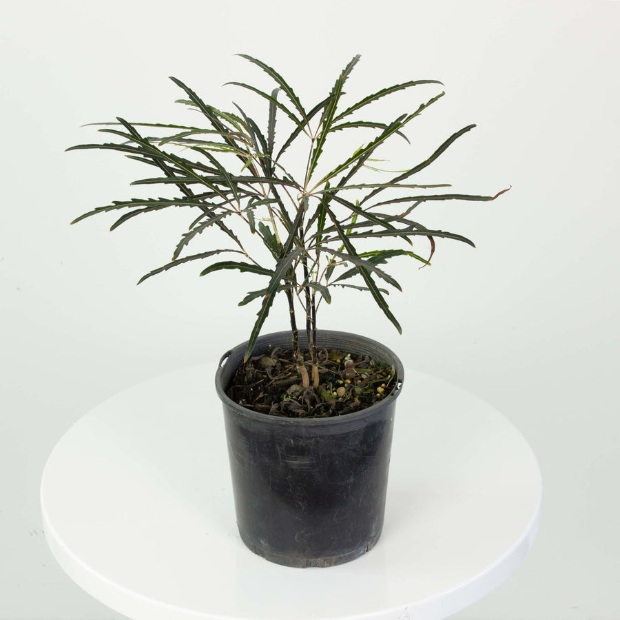 Aralia Elegantissima 14cm pot |My Jungle Home|