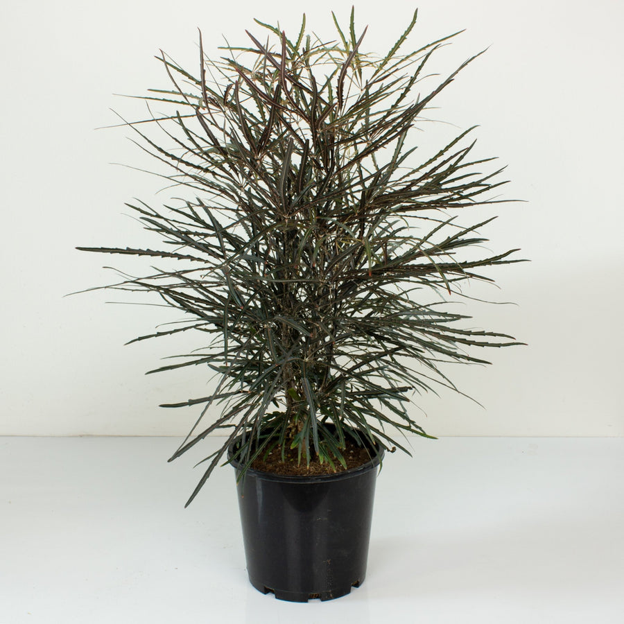 Aralia Elegantissima 20cm pot |My Jungle Home|