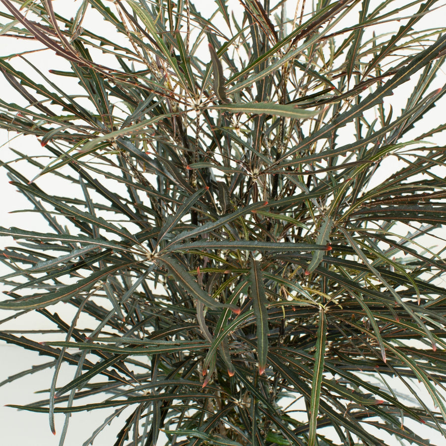 Aralia Elegantissima 20cm pot |My Jungle Home|