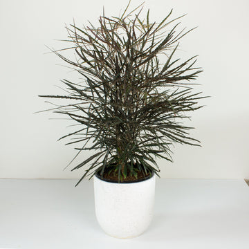 Aralia Elegantissima 20cm pot |My Jungle Home|