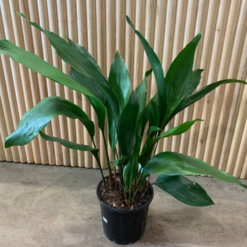 Aspidistra elatior ‘Cast Iron’ Plant 20cm Pot |My Jungle Home|